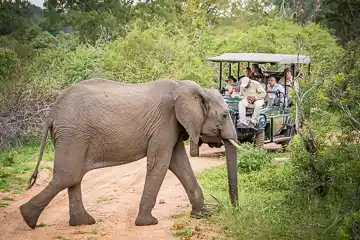 African Elephant