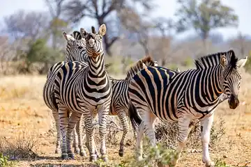Zebra Kruger National Park