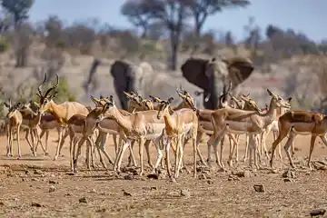 Kruger National Park - © www.theguys.co.za