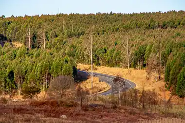 Man-made Forests of the Lowveld